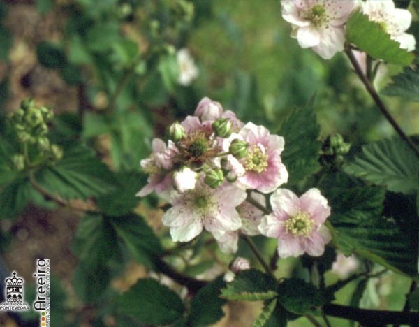 Zarzamora - Blackcurrant - Amora (Rubus sp.) >> Zarzamora (Rubus sp.) - Flor.jpg